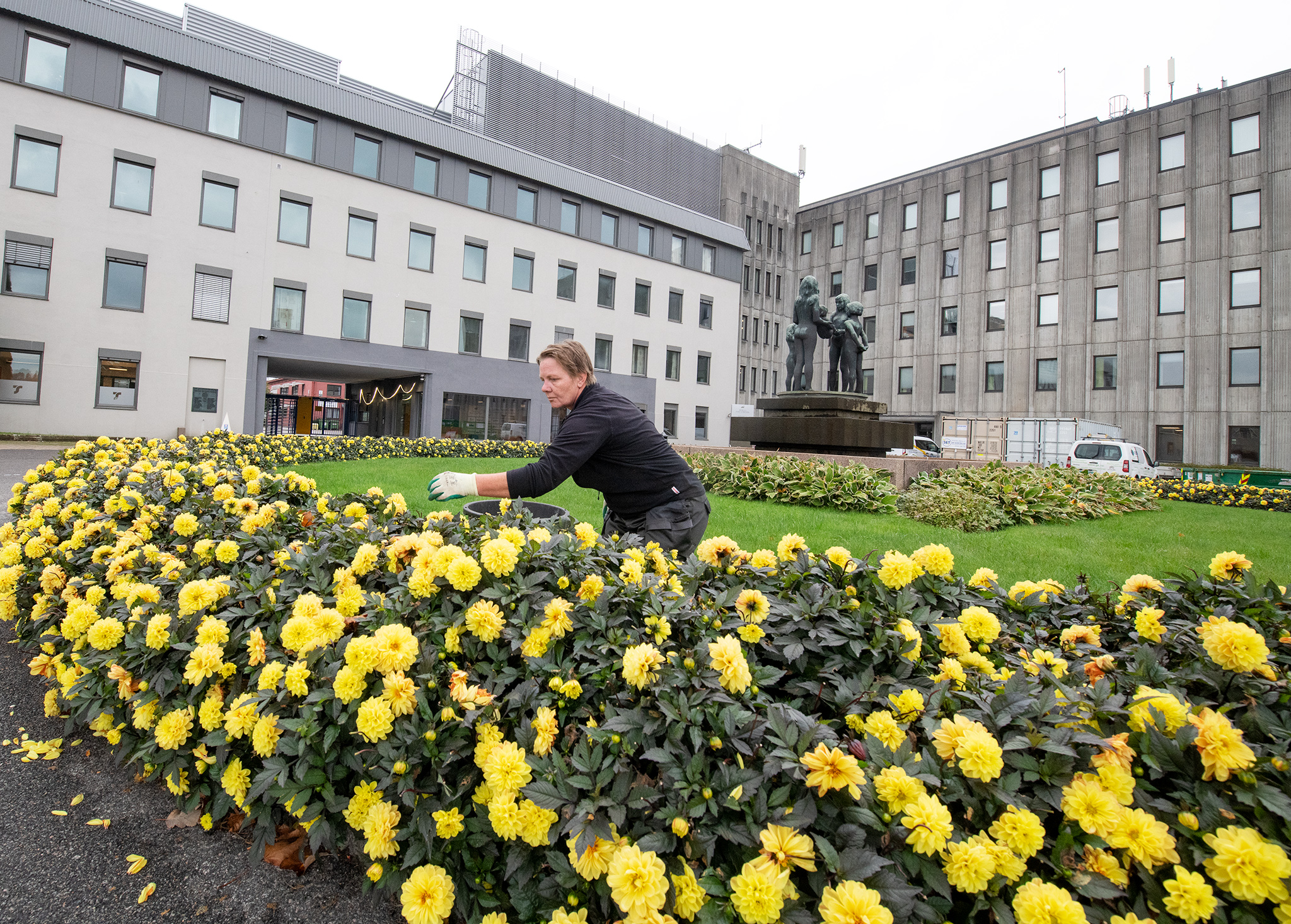 kvinnelig anleggsgartner sitter i blomsterbed og rydder og luker.